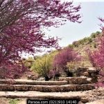دره ارغوان