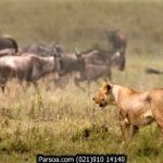 great-migration-2-315x تور آفریقا