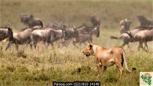 great-migration-2-315x تور آفریقا