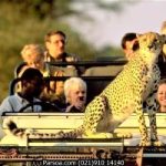safari-3-315×200 تور آفریقا