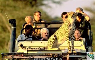 safari-3-315×200 تور آفریقا