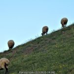 سوباتان گردی