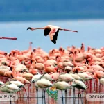 پارک های ملی تانزانیا3