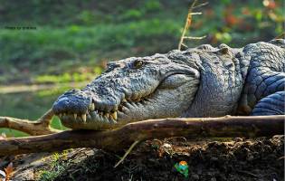 chitwan2 پارکهای ملی نپال